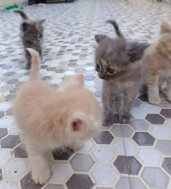 Persian kittens for sale 9