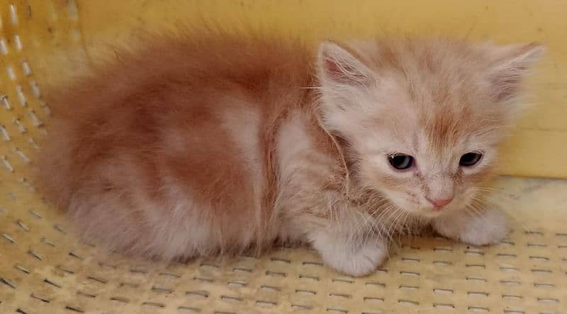 Persian kittens for sale 10