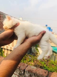 Persian kitten