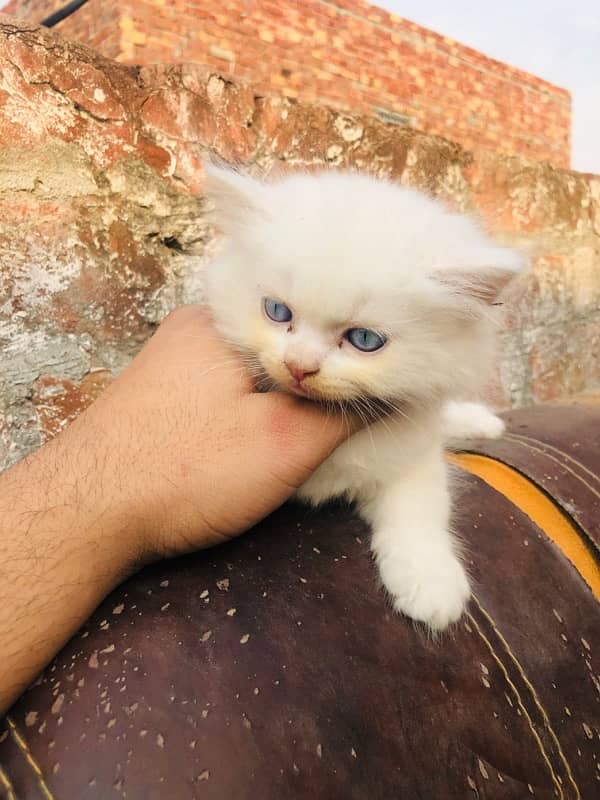 Persian kitten 1