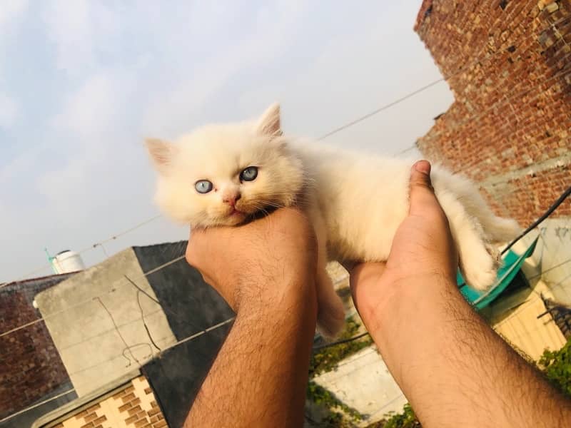 Persian kitten 2