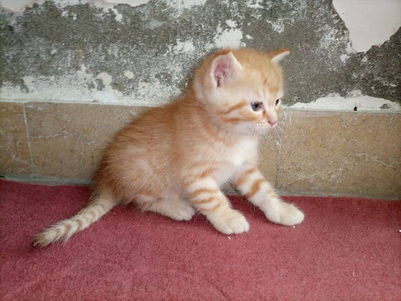 kitten for sale 1