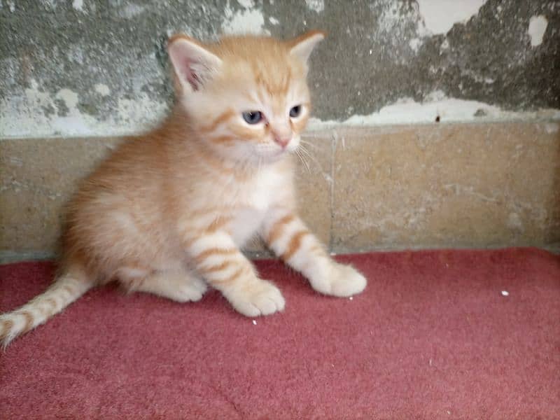 kitten for sale 2