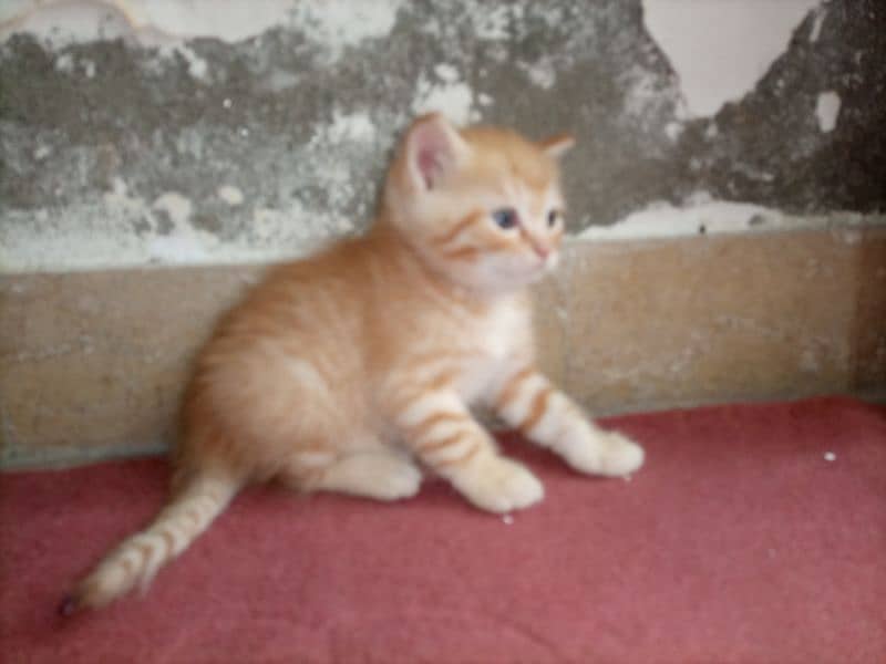 kitten for sale 3