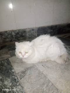 Persian Cat Male