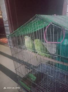 parrot paer