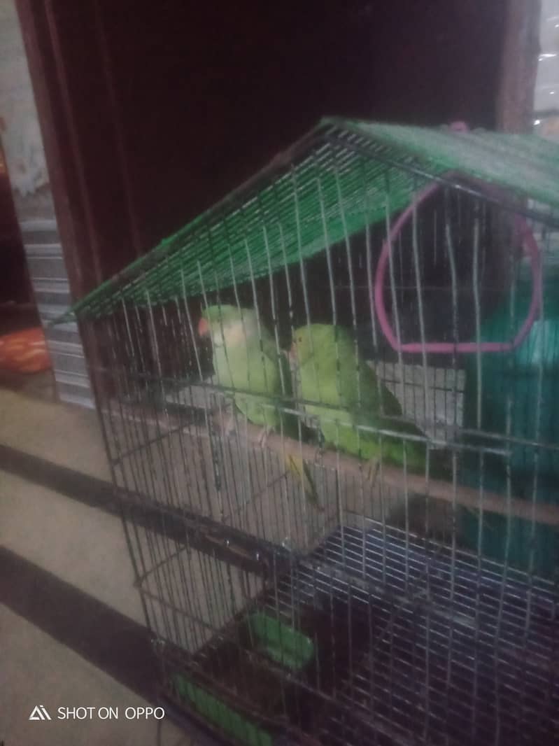 parrot paer 1