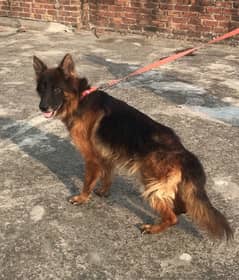 German Shephard female 0326/4215/688