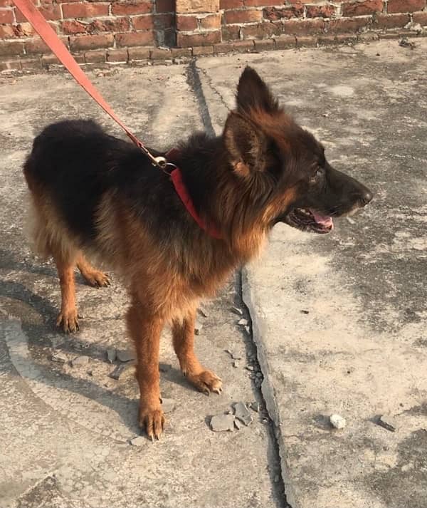 German Shephard female 0326/4215/688 2