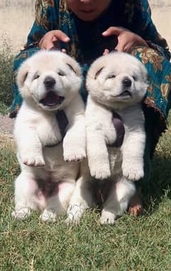 alabai security dog heavy bone 2 month pair for sale