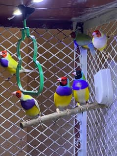 Gouldian Finches Breeding Pairs