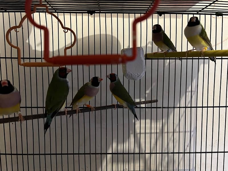 Gouldian Finches Breeding Pairs 1