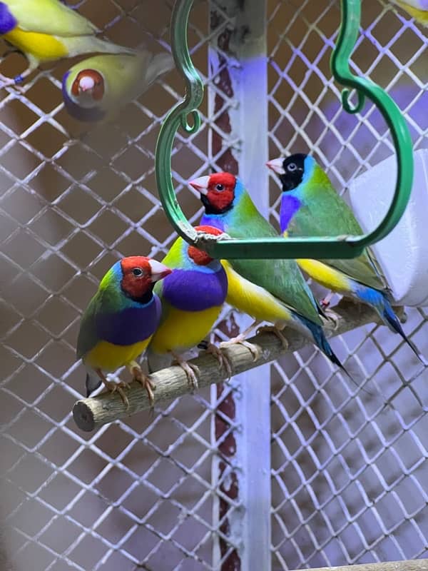 Gouldian Finches Breeding Pairs 2