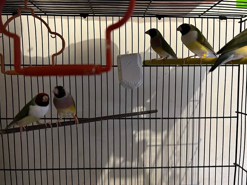 Gouldian Finches Breeding Pairs 3