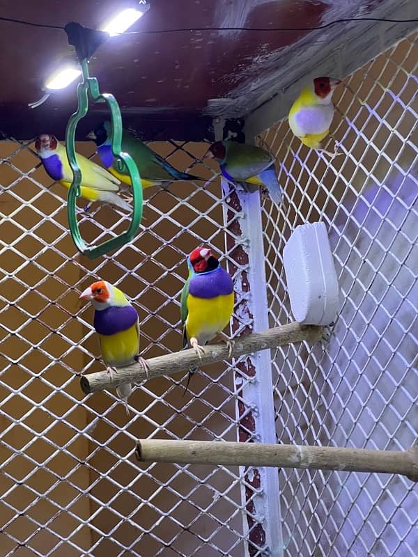 Gouldian Finches Breeding Pairs 4