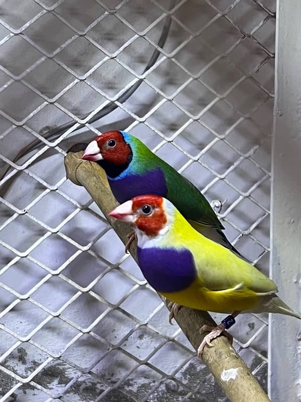 Gouldian Finches Breeding Pairs 5