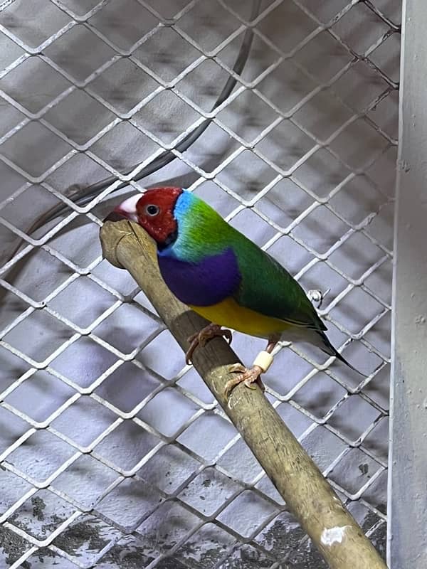 Gouldian Finches Breeding Pairs 6