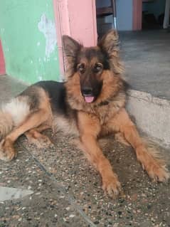 German Shepherd Double Coat | Male for sale | Dog for sale | Beauty