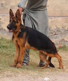 German Shepherd single port female 6 month for sale 0