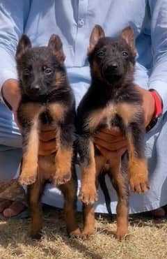 Alsatian bagiyari security dog 2 month pair for sale