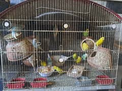 Australian birds with cages for sale