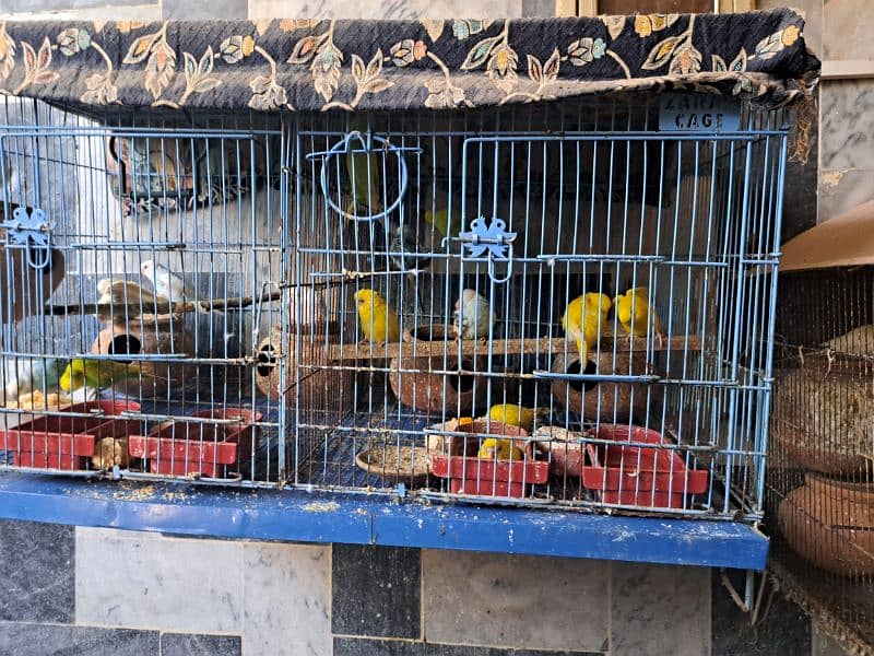 Australian birds with cages for sale 1