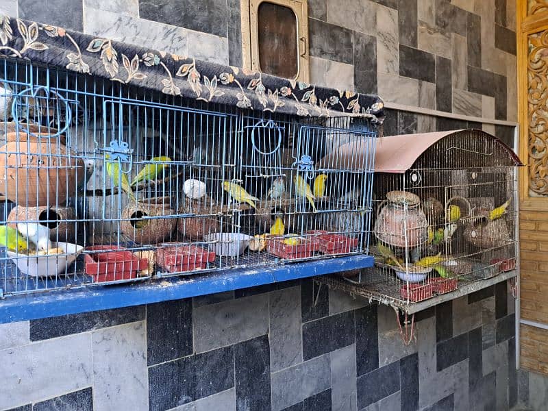 Australian birds with cages for sale 2