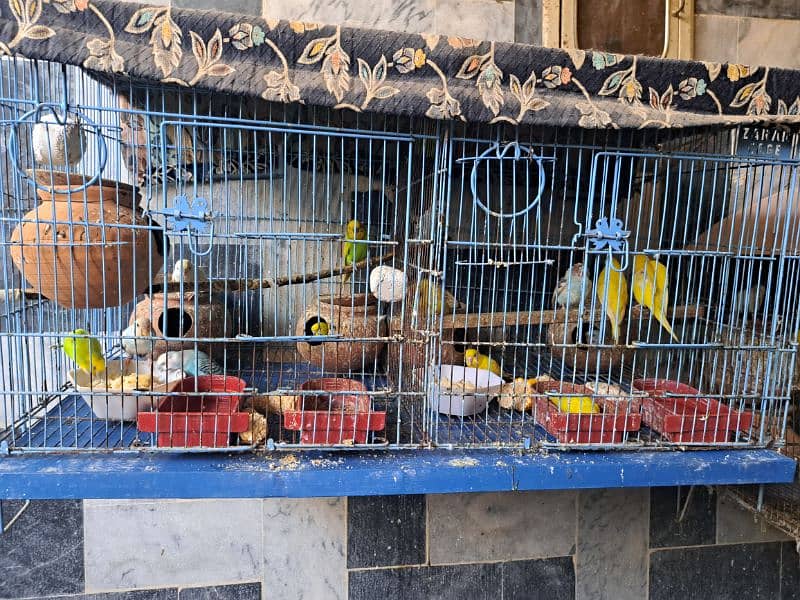 Australian birds with cages for sale 5