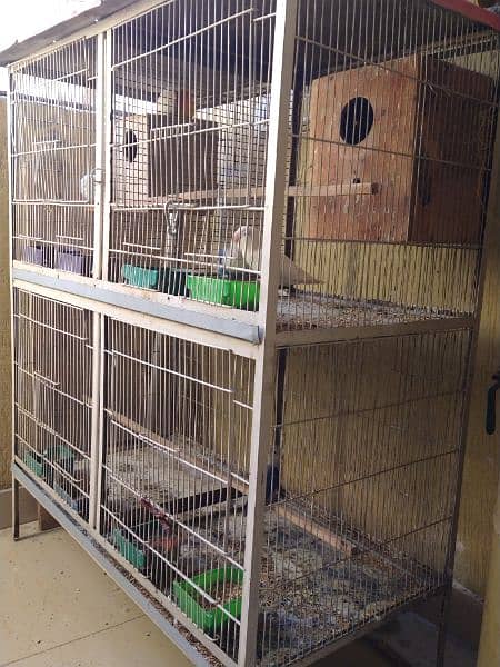 4 Portion Cage with Parrots for Sale. Urgent!!! 1