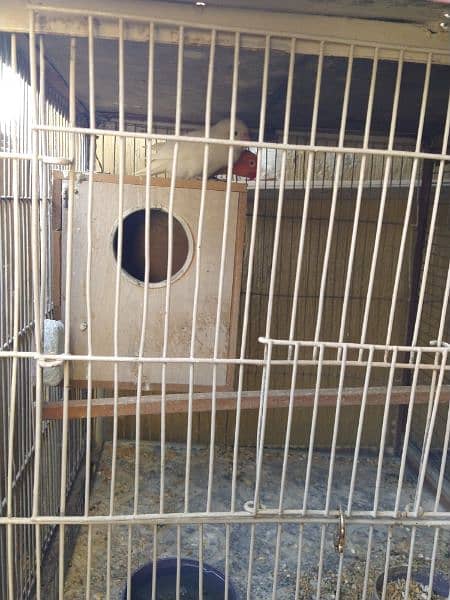 4 Portion Cage with Parrots for Sale. Urgent!!! 2