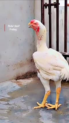 Qandari chicks 03232216041