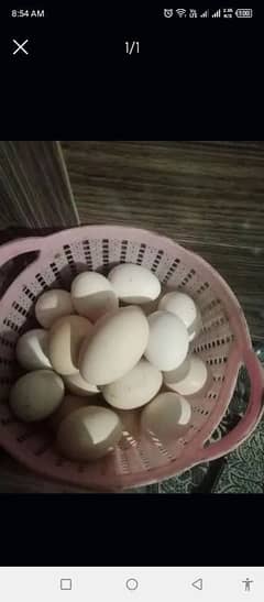 fertile egg 420 per darjan(dasi egg for sale