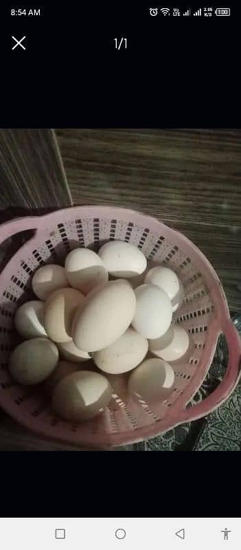 fertile egg 420 per darjan(dasi egg for sale 0