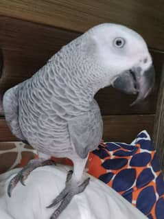 african grey | parrot | talking | tame