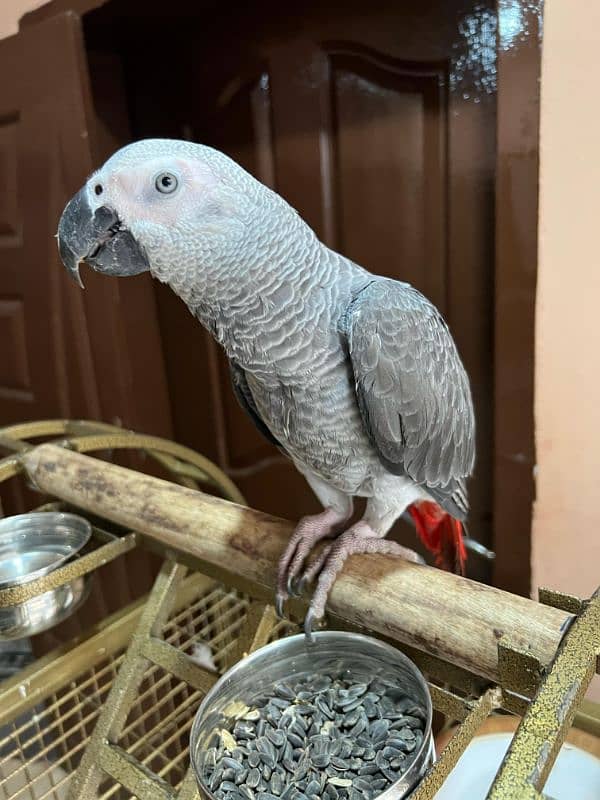 african grey | parrot | talking | tame 1