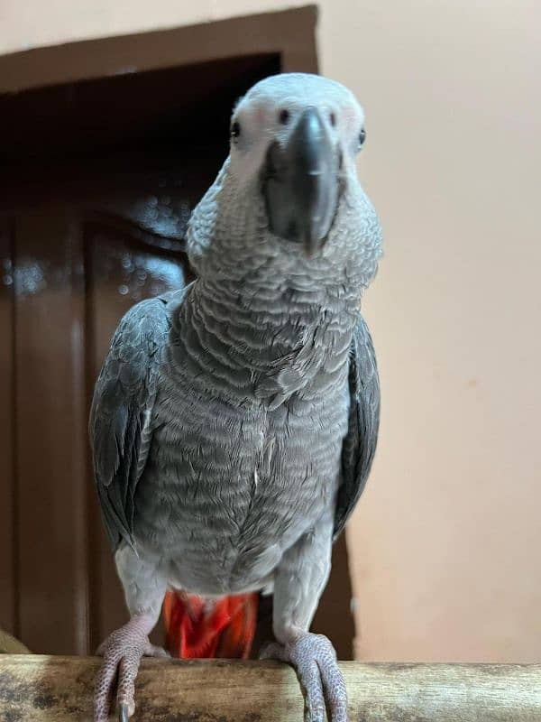 african grey | parrot | talking | tame 2