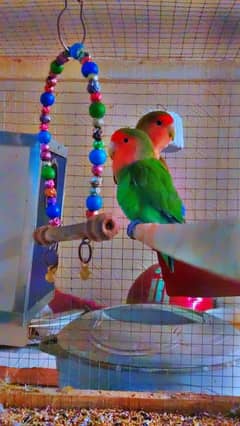 Fully Active Love Birds Breeder Pair with Cage