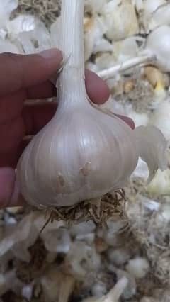 G1 Garlic