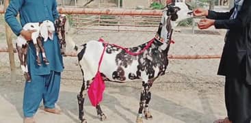 2 bacchon wali bakri for sale call 03433066498