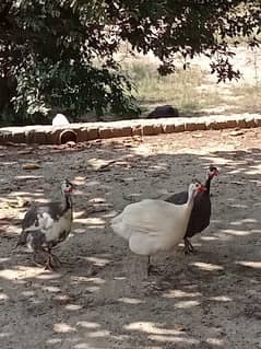 Guinea fowl pair for sale