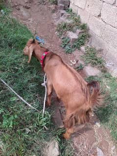 Bakra for sale