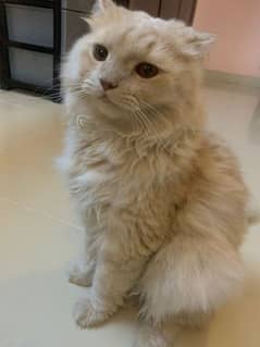 Persian Cat Long Coat 0