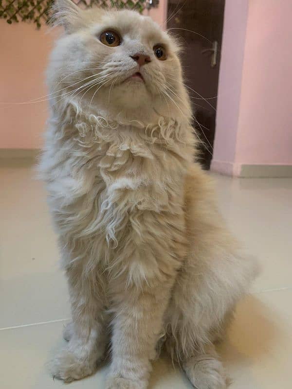 Persian Cat Long Coat 1