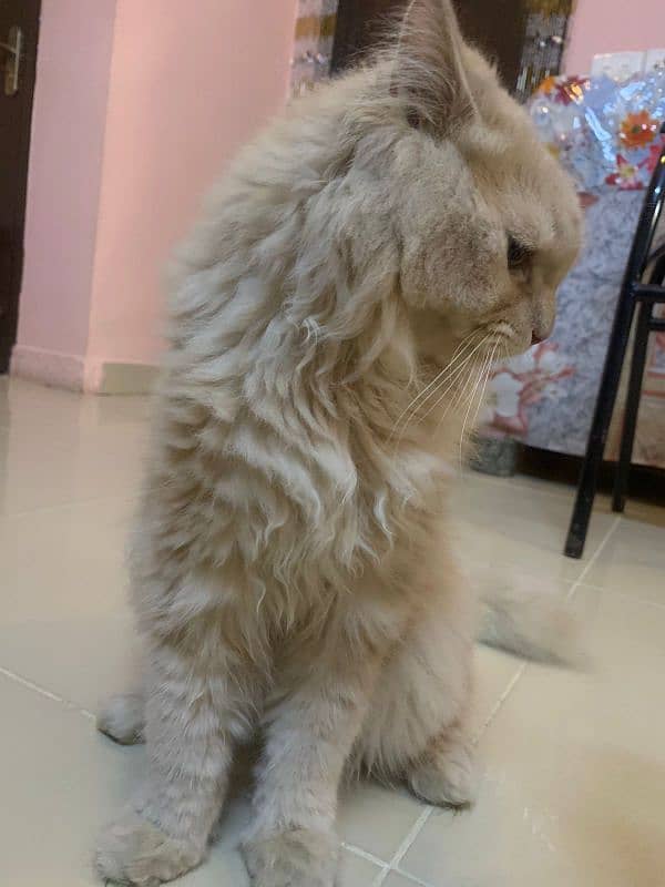 Persian Cat Long Coat 3