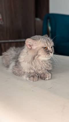 breeder Persian cat Semi punch face