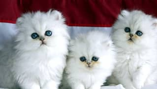 Persian kittens 03429703700