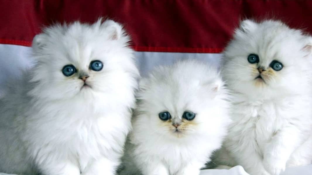 Persian kittens 03429703700 0