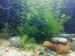 aquarium live plants available for sale