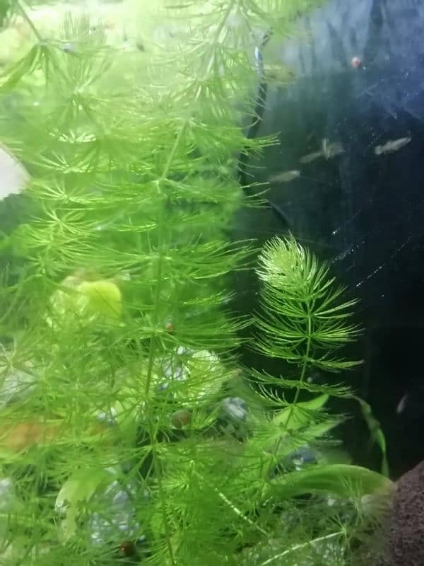 aquarium live plants available for sale 1