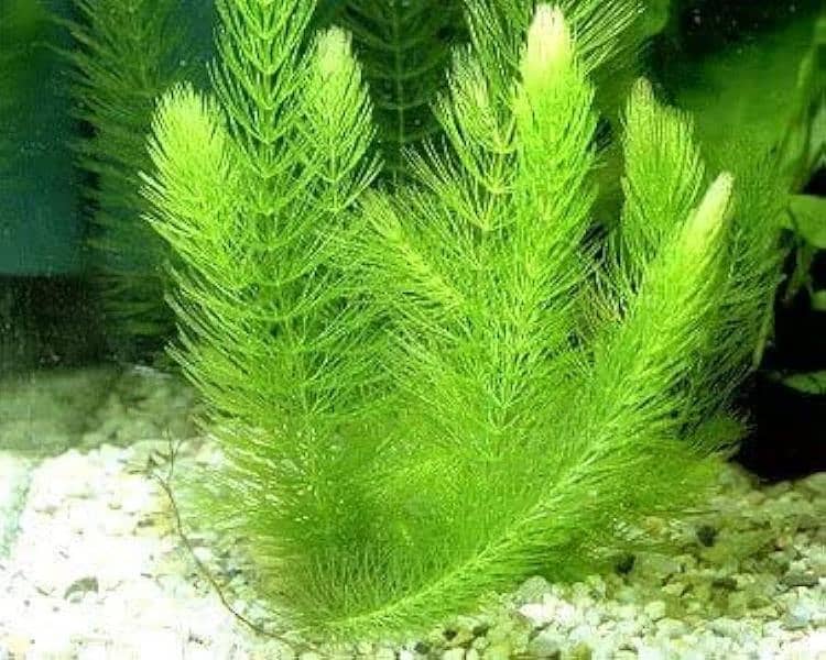 aquarium live plants available for sale 2